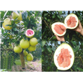 红肉蜜柚|浙江红肉蜜柚|浙江柚子苗