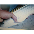 浙江鱼苗厂家直销|浙江鱼苗养殖技术