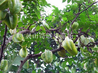 桂林杨桃苗,荔浦杨桃苗,广西杨桃苗批发 