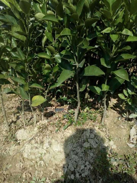红橙(红江橙),广西红橙,广西红江橙