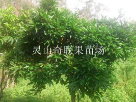 广西岭南山竹苗、灵山岭南山竹苗批发 