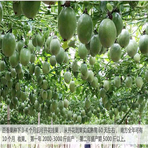 钦州满天星百香果苗价格、钦州百香果苗