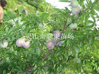 南宁三华李苗|荔蒲三华李苗|三华李苗批发 