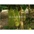 桂林树菠萝苗-南宁树菠萝苗-树菠萝苗批发 