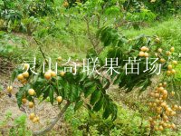 荔浦黄皮苗|桂林黄皮苗|广西黄皮苗 