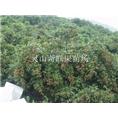 供应龙眼苗|灵山龙眼苗|广西龙眼苗 