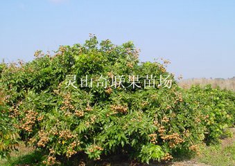 桂林龙眼苗；北海龙眼苗；龙眼苗批发 