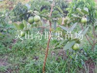 灵山番石榴苗\供应番石榴苗\广西番石榴苗 