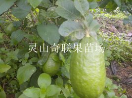 桂林柠檬苗、柠檬苗供应商、广西果苗基地 
