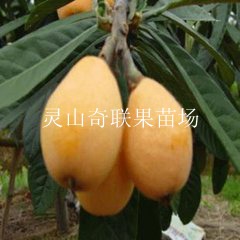 惠州枇杷苗，供应枇杷苗，广东枇杷苗价格 