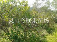 广西油茶苗|灵山油茶苗|灵山油茶苗批发 