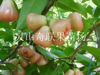 灵山奇联果苗场-出售莲雾苗-广西莲雾苗 