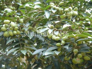 中山橄榄苗，广东橄榄苗，广东橄榄苗基地 