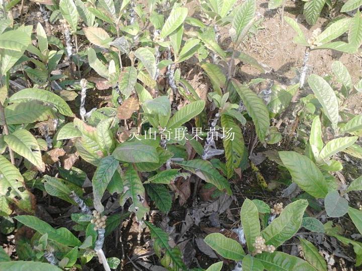 灵山枇杷苗\广西枇杷苗\灵山枇杷苗基地 