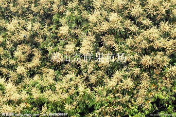 出售龙眼苗/灵山龙眼苗/广西龙眼苗基地 