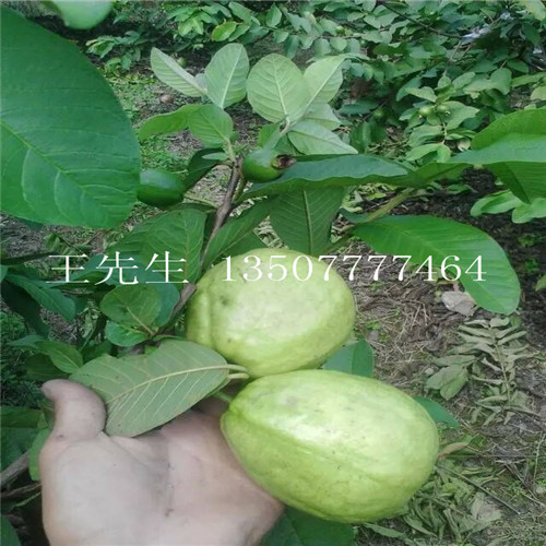 广西西瓜巴乐番石榴苗价格