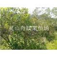 广西油茶苗|灵山油茶苗|灵山油茶苗批发 