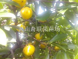 北海岭南山竹苗-广西岭南山竹苗价格 