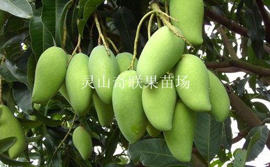中山芒果苗、佛山芒果苗、广东芒果苗价格 
