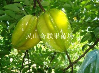 广西杨桃苗\灵山杨桃苗\广西果苗场 