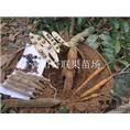 广西牛大力苗-荔浦牛大力苗-牛大力苗基地 