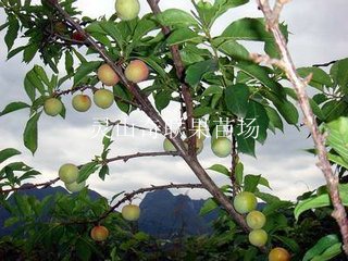 供应三华李苗@桂林三华李苗@广西三华李苗 