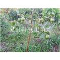 灵山番石榴苗\供应番石榴苗\广西番石榴苗 