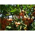 广西果苗场/桂林莲雾苗/桂林莲雾苗价格 