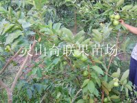 广东番石榴苗；广州番石榴苗；中山番石榴苗 