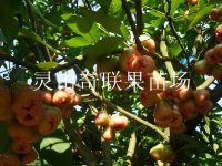 广西果苗场/桂林莲雾苗/桂林莲雾苗价格 