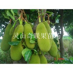 供应树菠萝苗|树菠萝苗批发|广东树菠萝苗 