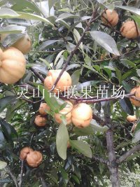 灵山奇联果苗场\灵山莲雾苗\广西莲雾苗 