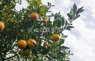 供应红橙苗，红橙苗价格，广西红橙苗批发 