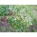桂林番石榴苗|荔浦番石榴苗|广西果苗基地 