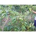 广东番石榴苗；广州番石榴苗；中山番石榴苗 