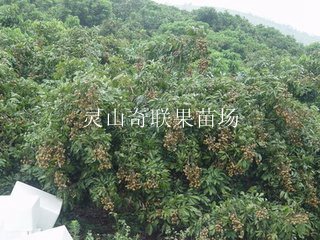 供应龙眼苗|灵山龙眼苗|广西龙眼苗 