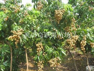 广西果苗基地，南宁龙眼苗，荔浦龙眼苗 