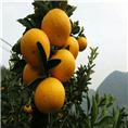 广西黄金柑苗&广西黄金柑苗基地 