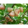 灵山奇联果苗场-出售莲雾苗-广西莲雾苗 