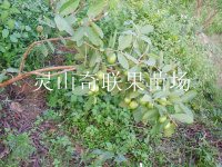 桂林番石榴苗|荔浦番石榴苗|广西果苗基地 
