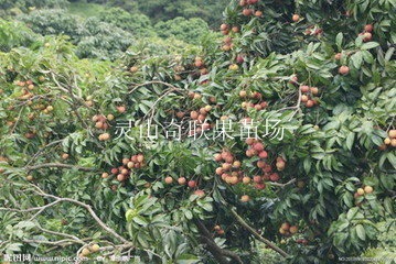 供应荔枝苗；广西荔枝苗；灵山奇联果苗场 