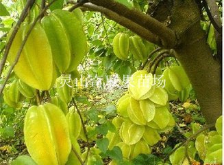 惠州杨桃苗|供应杨桃苗|广东杨桃苗基地 