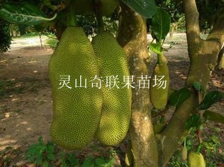 桂林树菠萝苗-南宁树菠萝苗-树菠萝苗批发 