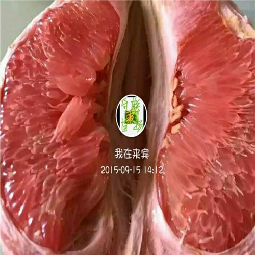 广西哪里有三红蜜柚苗@灵山蜜柚苗