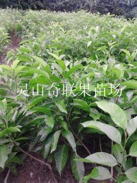 钦州白玉兰；白玉兰批发；广西白玉兰基地 