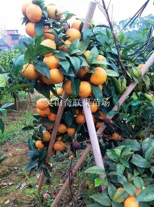 优质沃柑苗价格|灵山沃柑苗|广西沃柑苗 