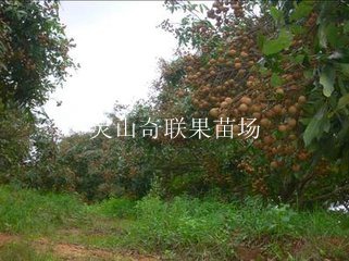 广东龙眼苗-龙眼苗价格-广州龙眼苗供应 