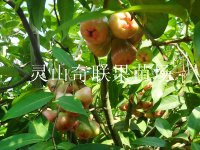中山莲雾苗，莲雾苗批发，广东莲雾苗基地 