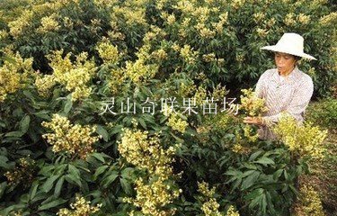 广东荔枝苗-深圳荔枝苗-批发荔枝苗 