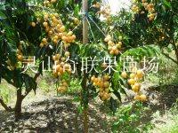 北海黄皮苗\柳州黄皮苗\大量供应黄皮苗 